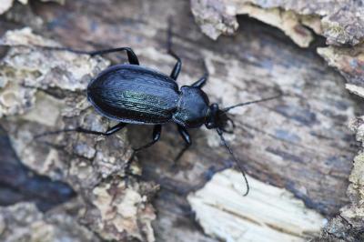 <i>Carabus arvensis</i>