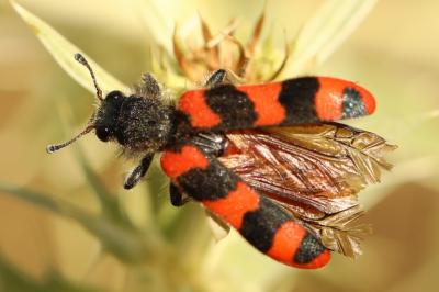 <i>Trichodes alvearius</i>