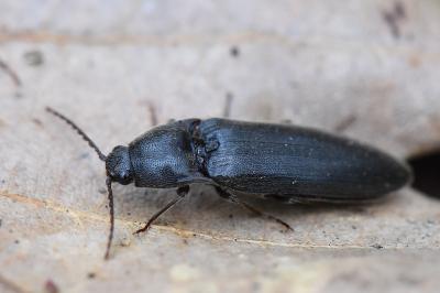 <i>Melanotus villosus</i>