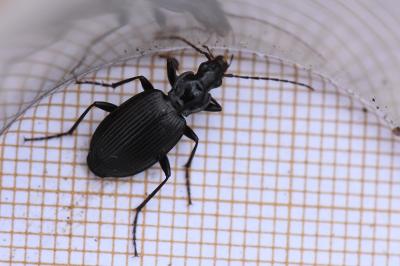<i>Platynus assimilis</i>