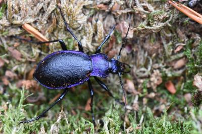 <i>Carabus problematicus</i>