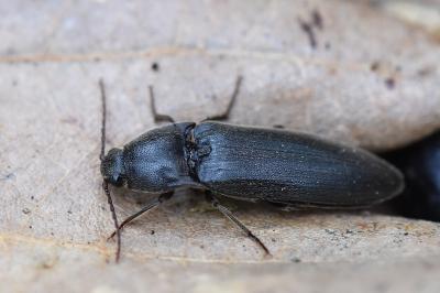 <i>Melanotus villosus</i>