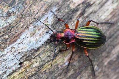 <i>Carabus auronitens</i>