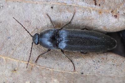 <i>Melanotus villosus</i>