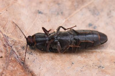 <i>Melanotus villosus</i>