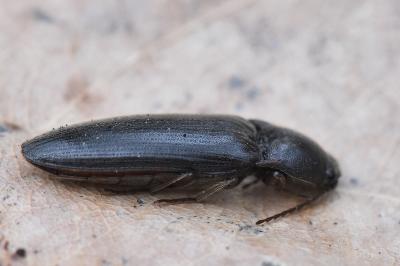 <i>Melanotus villosus</i>