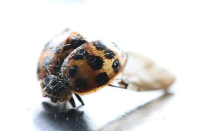 <i>Harmonia axyridis</i>