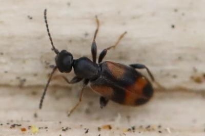 <i>Anthicus antherinus</i>