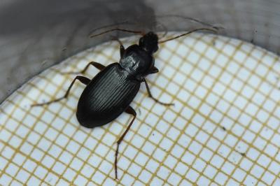 <i>Platyderus depressus</i>
