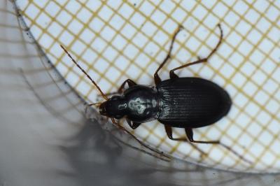 <i>Platyderus depressus</i>