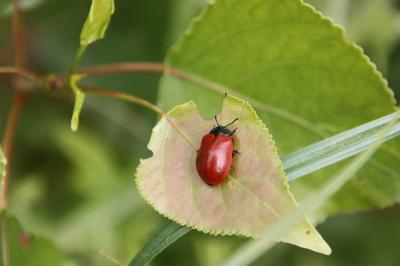 <i>Chrysomela populi</i>