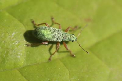 <i>Polydrusus impressifrons</i>