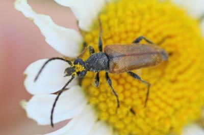 <i>Pseudovadonia livida</i>