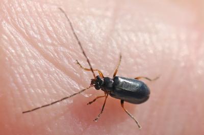 <i>Luperus longicornis</i>