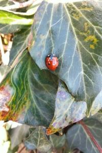 <i>Coccinella septempunctata</i>
