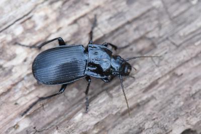 <i>Abax parallelepipedus</i>