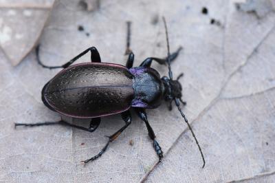 <i>Carabus nemoralis</i>