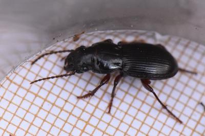 <i>Molops piceus</i>
