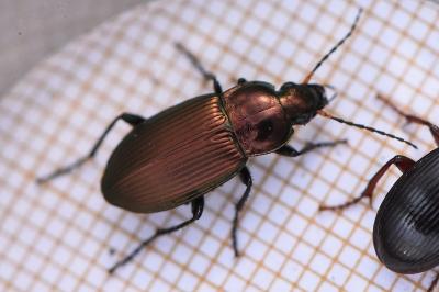 <i>Poecilus cupreus</i>