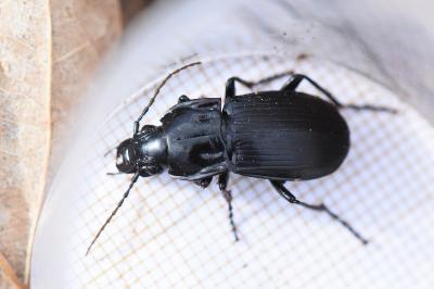 <i>Abax parallelepipedus</i>