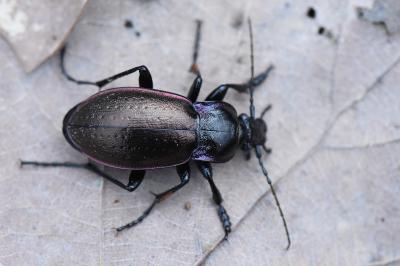 <i>Carabus nemoralis</i>