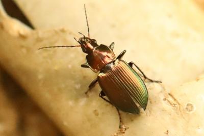 <i>Poecilus cupreus</i>