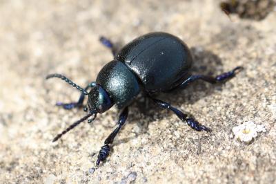 <i>Timarcha goettingensis</i>