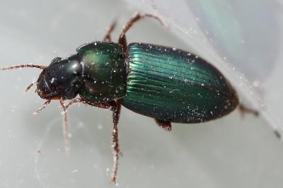 <i>Harpalus affinis</i>
