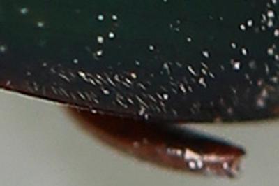 <i>Harpalus affinis</i>
