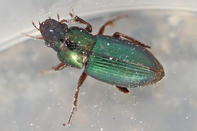<i>Harpalus affinis</i>