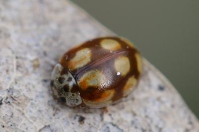 <i>Adalia decempunctata</i>