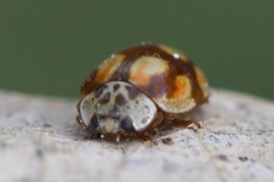 Adalia decempunctata