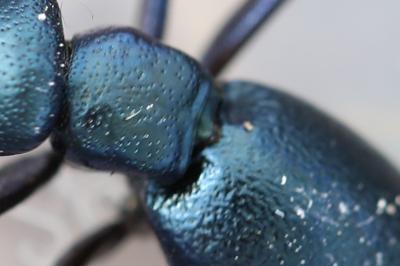 <i>Meloe violaceus</i>