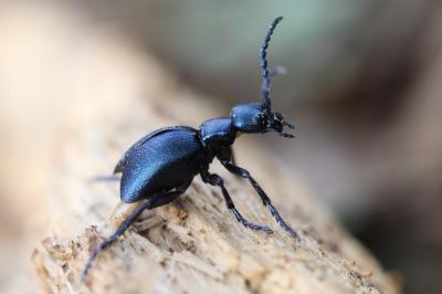 <i>Meloe violaceus</i>