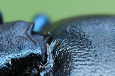 <i>Meloe violaceus</i>