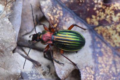 <i>Carabus auronitens</i>