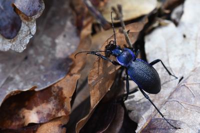 <i>Carabus problematicus</i>