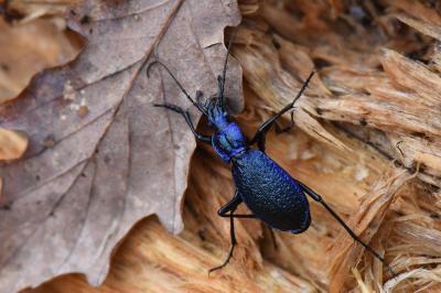 <i>Carabus intricatus</i>