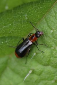 <i>Attalus minimus</i>