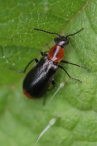 <i>Attalus minimus</i>