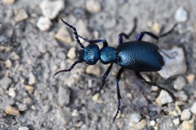 <i>Meloe proscarabaeus</i>