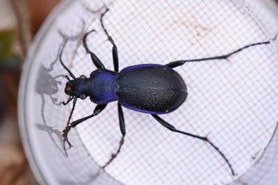 <i>Carabus problematicus</i>