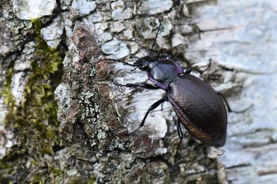 <i>Carabus nemoralis</i>