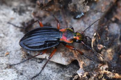 <i>Carabus auronitens</i>
