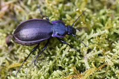 <i>Carabus nemoralis</i>