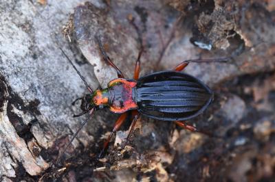 <i>Carabus auronitens</i>