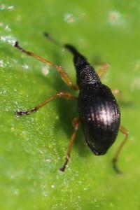 <i>Protapion</i>