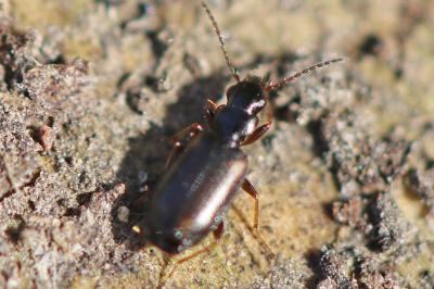 <i>Syntomus obscuroguttatus</i>