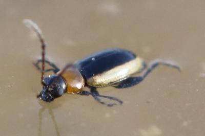 Longitarsus dorsalis