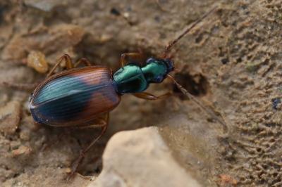 <i>Anchomenus dorsalis</i>
